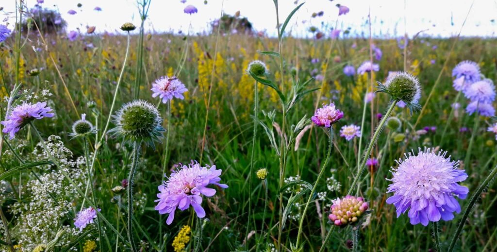 Biodiversity