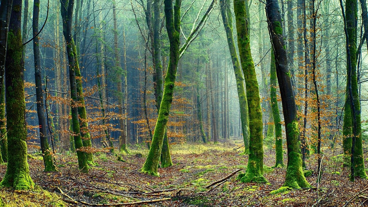 nature, forest, tree, green, forest floor, hazy, mood, moss, vegetation, environment, forest, forest, forest, forest, forest, moss, environment, environment, environment