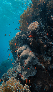 Life Below Water